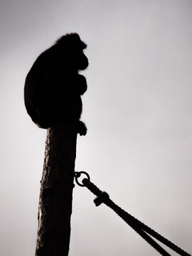 Silhouette d'un macaque perch&eacute; en contre-jour
