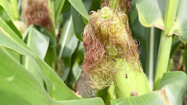 Green field corn with bugs on husk