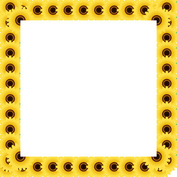 Square border frame made of beautiful yellow sunflower blossoms arranged in a repeating pattern for nature themed photo decorations and summer greeting cards isolated on transparent background