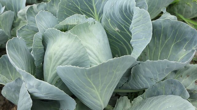 Cabbage growing in a field during the day