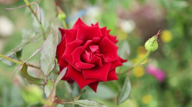 Roses blooming in a garden during summer season