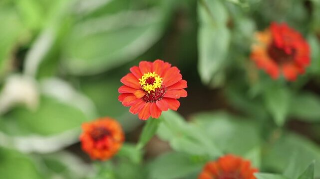 View of orange flowers in a garden setting