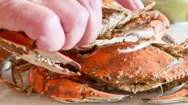 Person picks up hot Maryland steamed crabs off of pile shown with corn on the cob in background