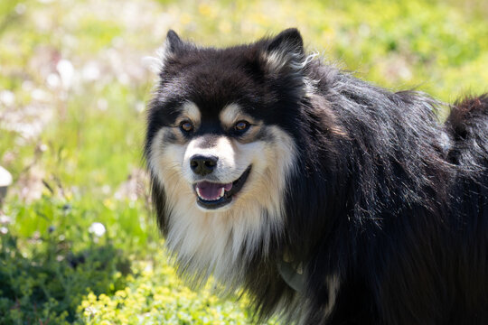 Portrait d'un chien finnois de Laponie dans le parc national de la Vanoise