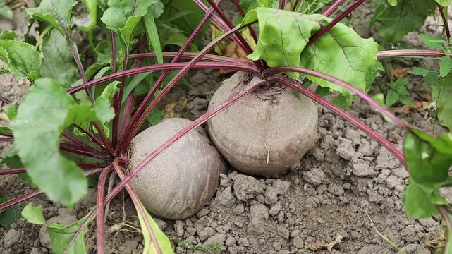 Growing beets in a home garden