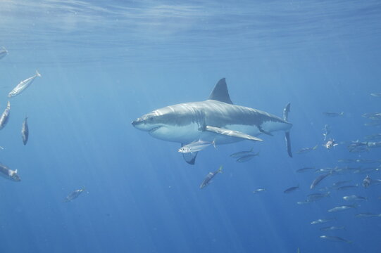 Great white shark in the Pacific Ocean