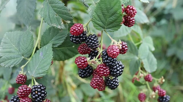 Blackberries growing on bushes in a garden
