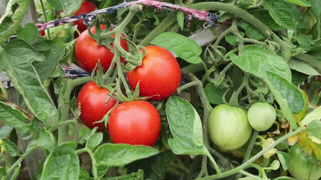 Harvesting ripe tomatoes in a garden