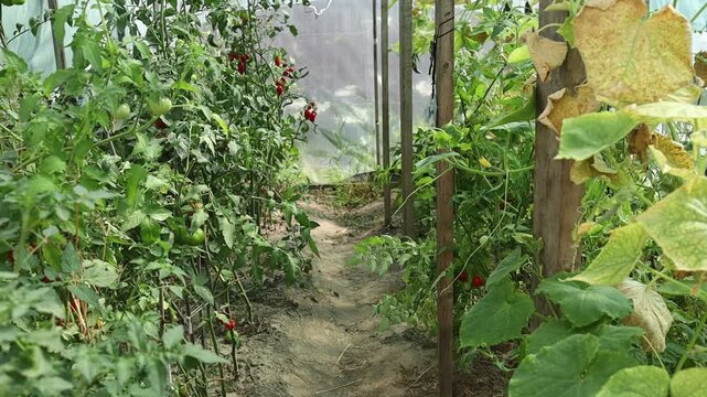 Walking through a greenhouse with tomato plants