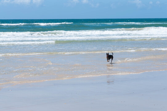 Playful black dog splashing along the shoreline as ocean waves break on a sunny coastal beach