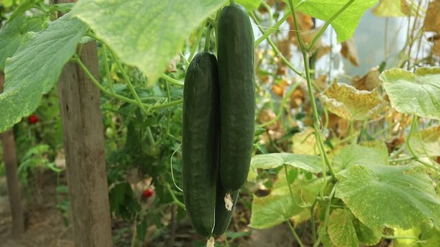 Growing cucumbers in a small greenhouse