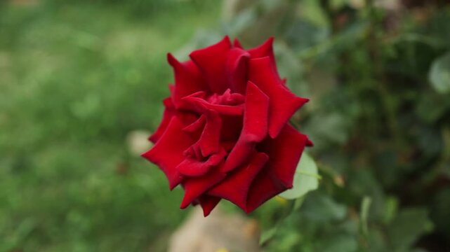 Red roses blooming in a garden on a sunny day