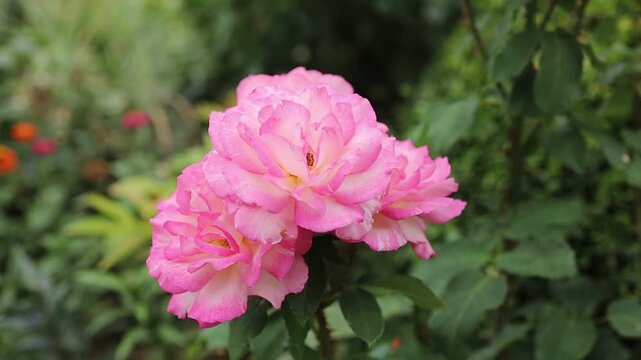 Flowers blooming in a garden during daytime