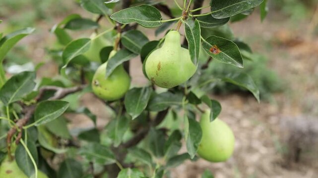 Growing pears on a tree in a garden