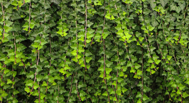 Lush green ivy wall with fresh wet leaves curling up, creating an natural background