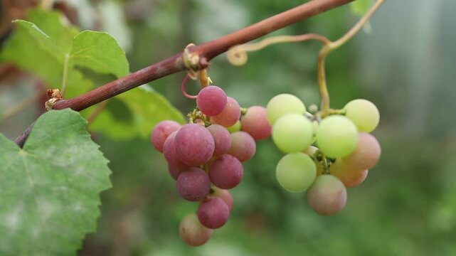 Grapes growing on the vine in a garden
