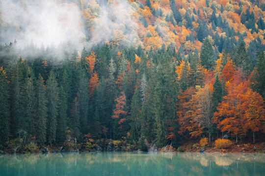 Shore of a misty autumn lake filled with colorful trees.