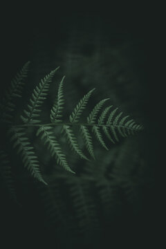Farn