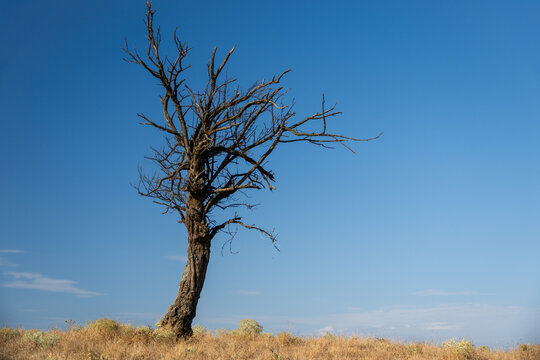 A single bare, dead tree stands prominently on a dry grassy hill against a clear blue sky.