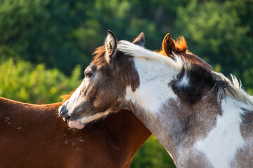 A close-up shot captures two horses affectionately grooming and interacting with each other against a soft green background. © Andrey