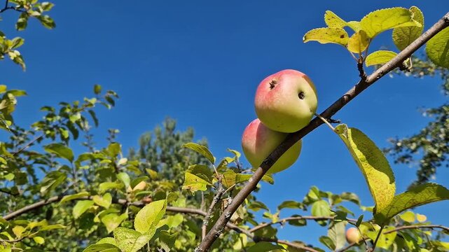 Ripe ruddy apples on tree branches in the garden under the blue sky. Concept of harvesting and natural organic products. Close-up of juicy red and yellow apples ripening on an apple tree