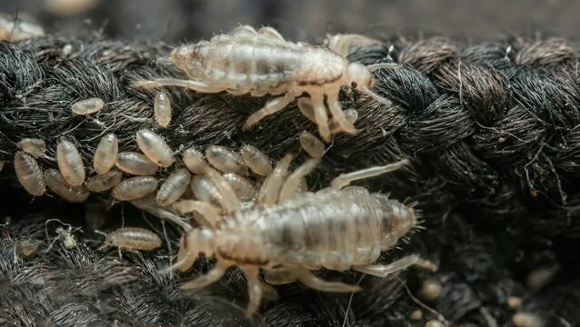 Body lice and nits infestation on clothing fabric texture