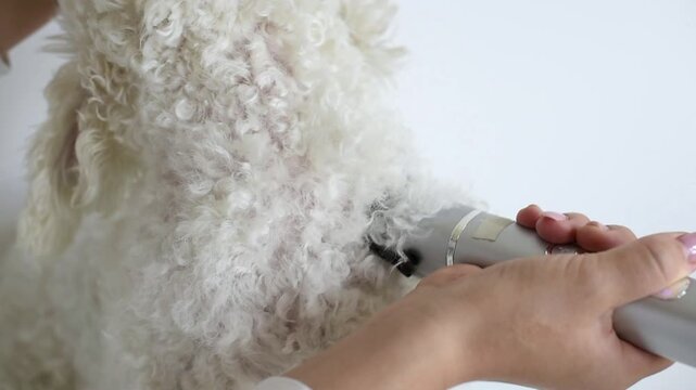 A person uses electric clippers to trim the fur under the chin of a white Bichon Frise dog. The close up detail highlights routine indoor pet grooming maintenance.