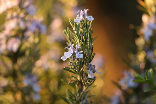 fiore di rosmarino in primavera in un campo al tramonto