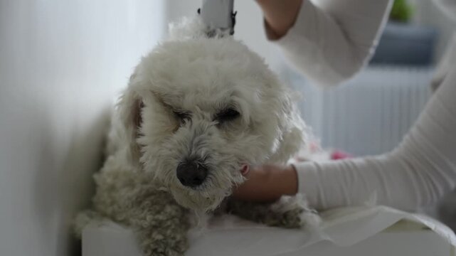 A person uses electric hair clippers to trim fur on top of a small white Bichon Frise dog's head. The pet sits facing forward while receiving routine grooming indoors.