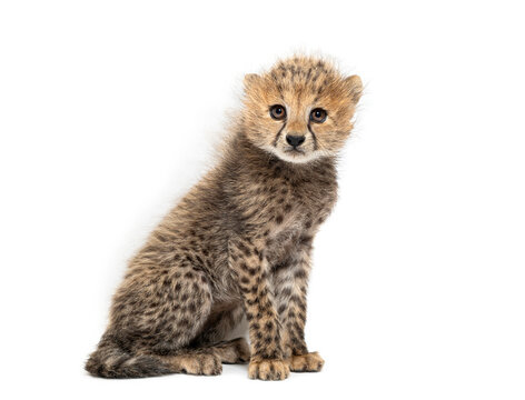 Northeast african cheetah cub sitting on white background