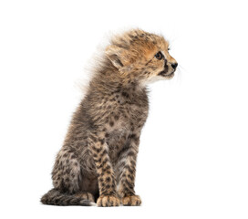 Obraz premium Northeast african cheetah cub looking away on white