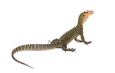 Naklejka premium Quince monitor lizard standing looking up