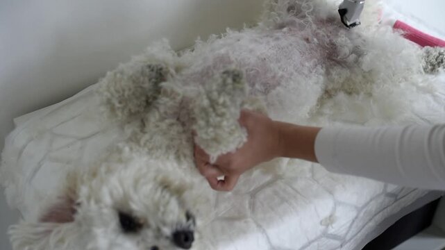 A person uses an electric clipper to trim the belly fur of a small white Bichon Frise dog. The pet lies on its back while receiving a routine indoor grooming treatment.