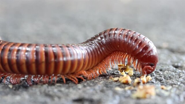 Extreme macro closeup of a large reddish millipede crawling and eating on the ground