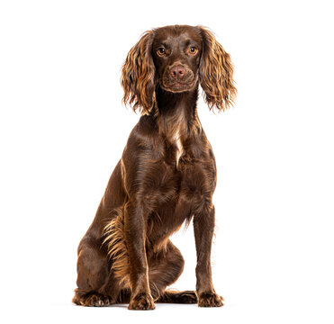 Brown spaniel dog sitting looking at camera