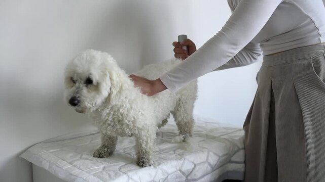 A person uses electric clippers to trim the white coat of a small Bichon Frise dog standing on a surface. One hand rests on the pet while shaving its back indoors.