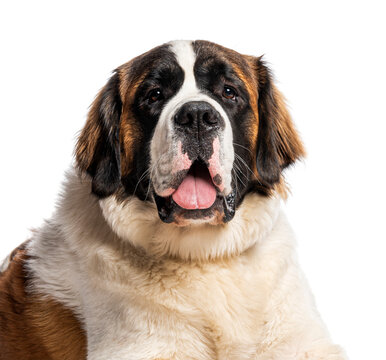 Saint bernard dog looking at camera with open mouth
