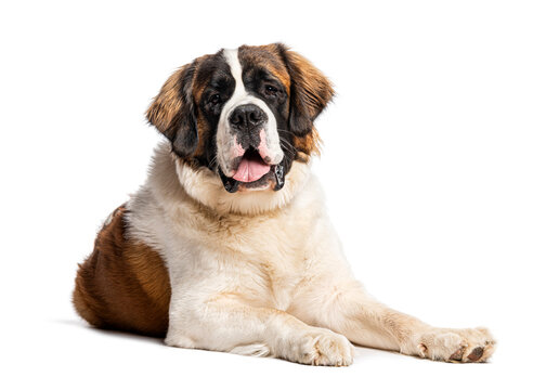 Saint bernard dog lying on white background