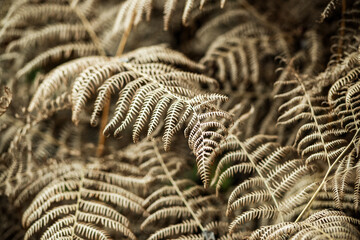 abstract golden fern texture for background © Melinda Nagy