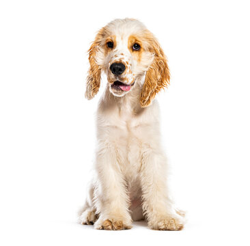 English cocker spaniel puppy sitting looking at camera