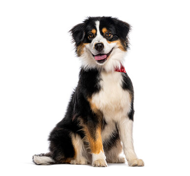 American Shepherd dog sitting smiling white background