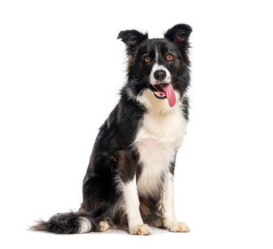 Border collie dog sitting panting with tongue out