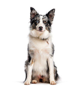 Border collie dog featuring heterochromia on white background