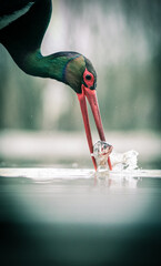 Naklejka premium beautiful black stork fishing on a lake