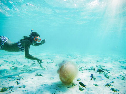 woman snorkeling looking at a yellyfish in crystal clear tropical waters
