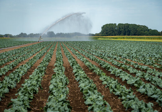 View of an agricultural cannon sprinkler watering rows of green crops in a field in The Netherlands.