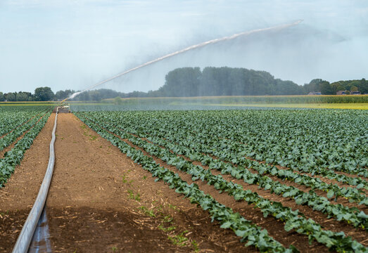View of an agricultural cannon sprinkler watering a field of crops with a long hose in The Netherlands.