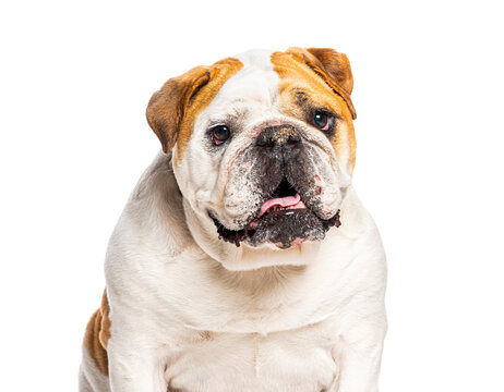 English bulldog looking at camera with open mouth