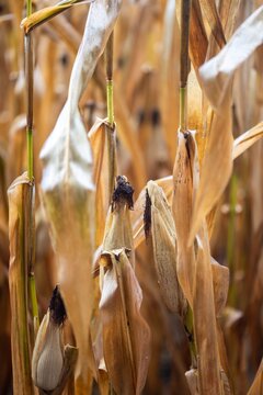 View of dried corn stalks in a field during late summer, showing golden husks and textures in Coimbra, Coimbra District, Portugal.