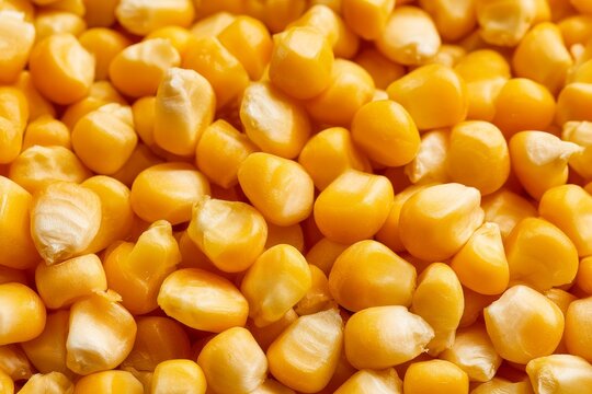 Yellow corn kernels close up on a plain background with no other objects around them